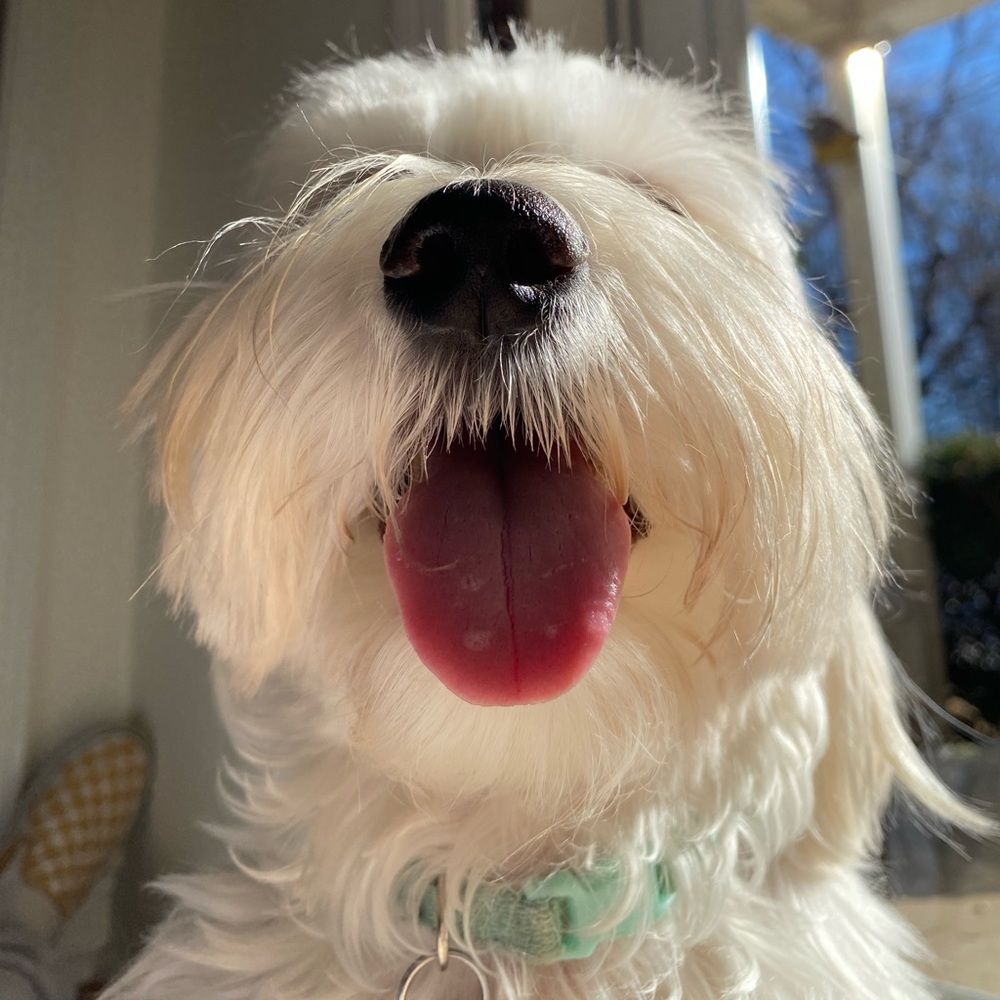 Meet your Posher, Madeline